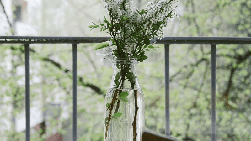 Beagle - professional stock photography