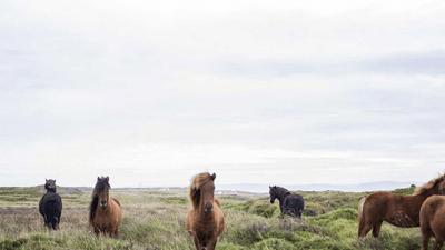 Beagle - professional stock photography