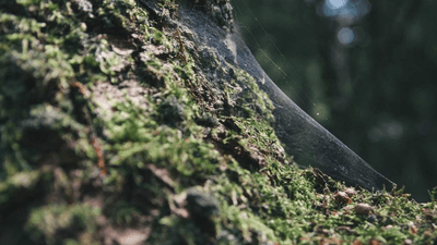 Bird - professional stock photography