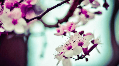 Bird - professional stock photography