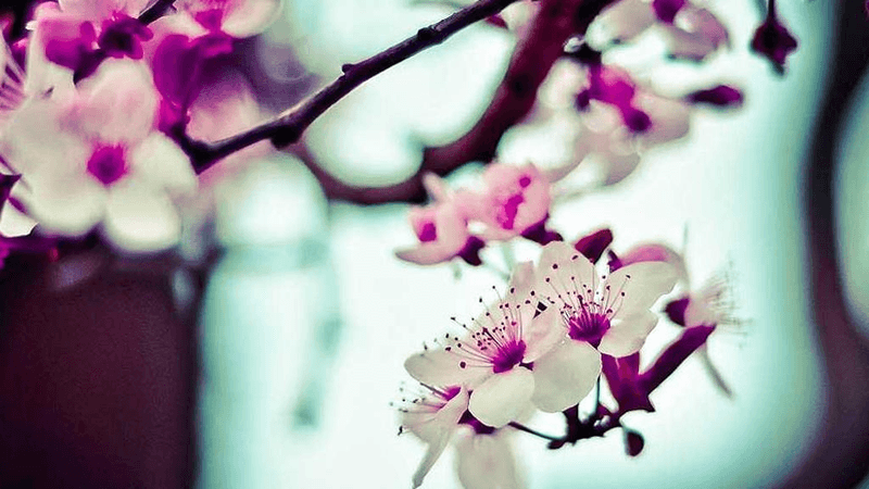 Bird - professional stock photography