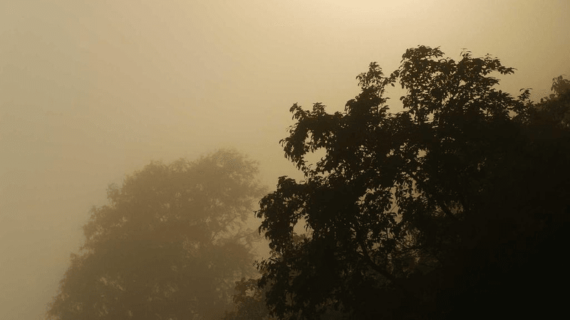 Cat - professional stock photography