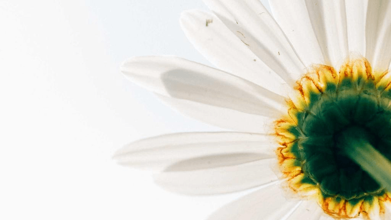 Cat - professional stock photography