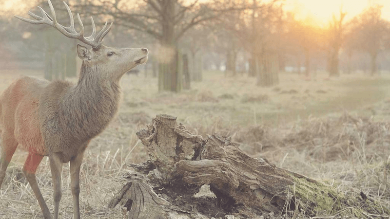 Corgi - professional stock photography