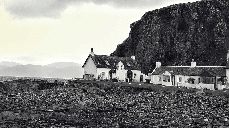 Dog - professional stock photography