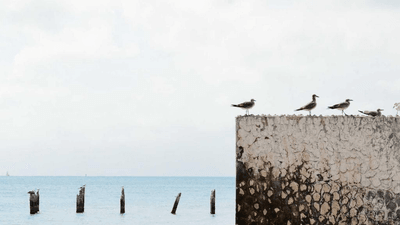 Dog - professional stock photography