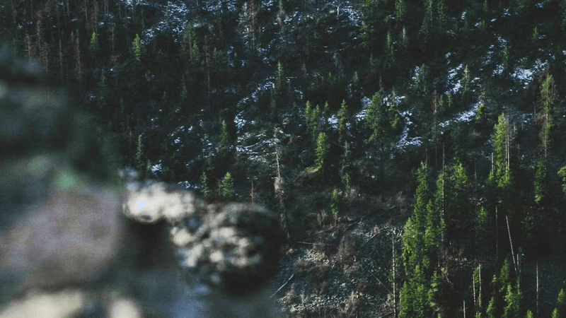 Fish - professional stock photography