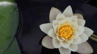 Fish - professional stock photography