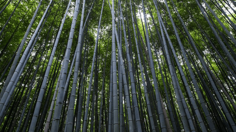 Goldfish - professional stock photography