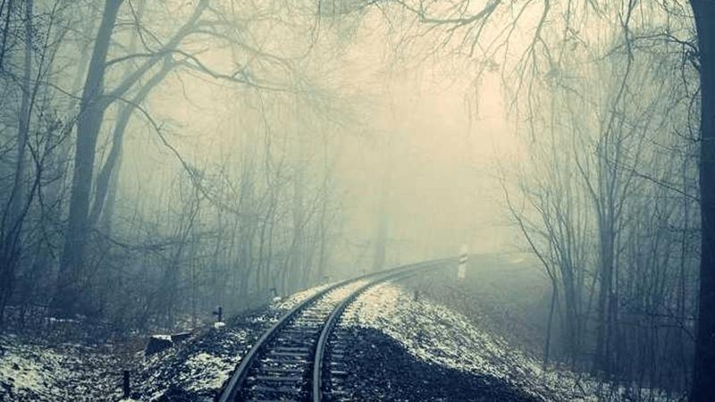 Goldfish - professional stock photography