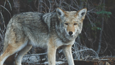 Hamster - professional stock photography