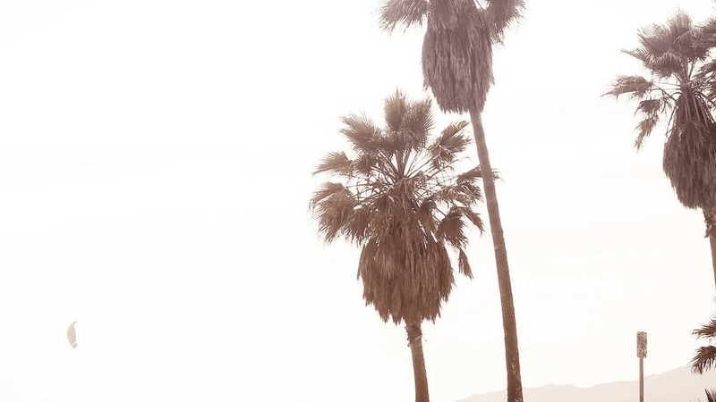 Hamster - professional stock photography