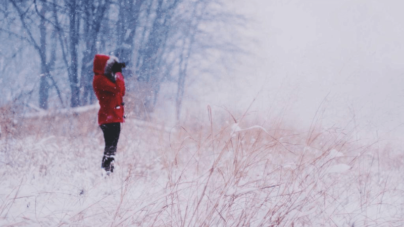 Hamster - professional stock photography