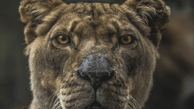 Kitten - professional stock photography