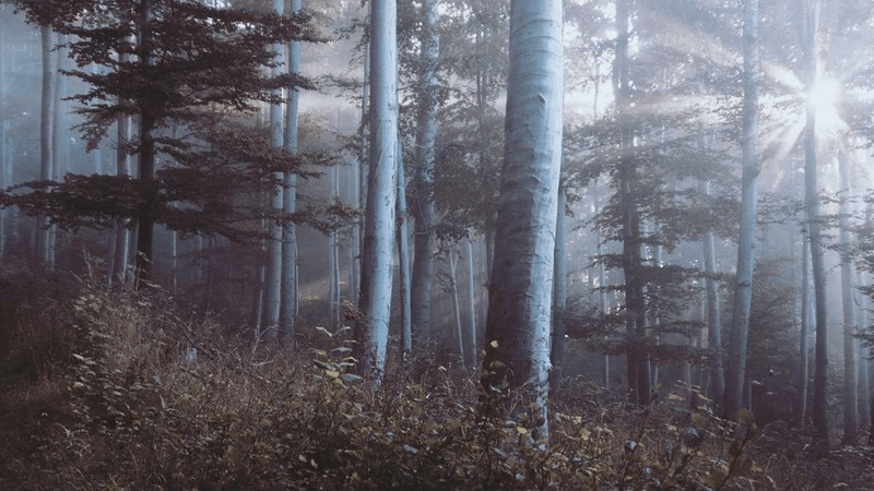 Kitten - professional stock photography