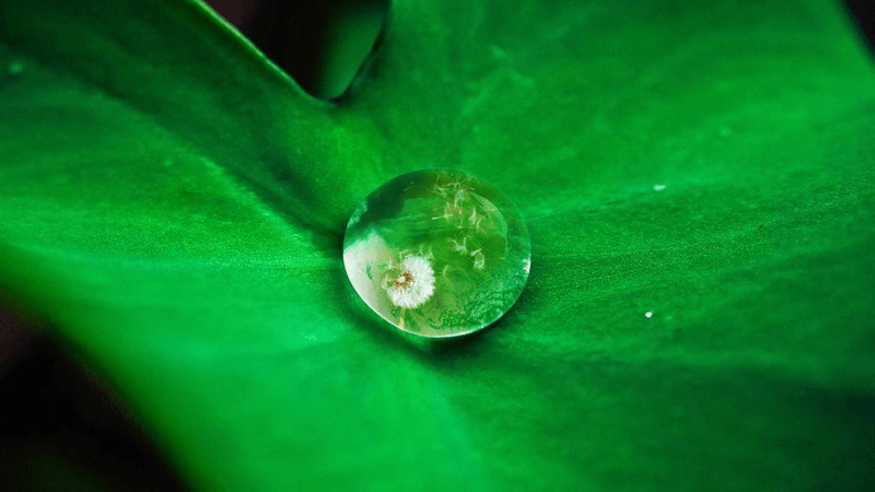 Maine Coon - professional stock photography