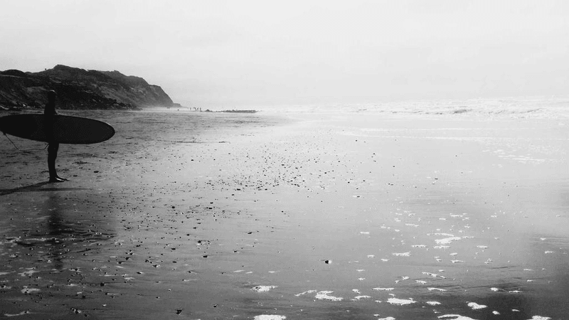 Parrot - professional stock photography