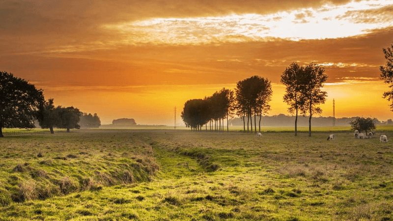 Parrot - professional stock photography