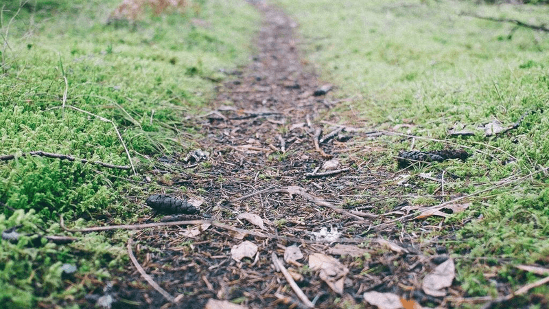 Parrot - professional stock photography