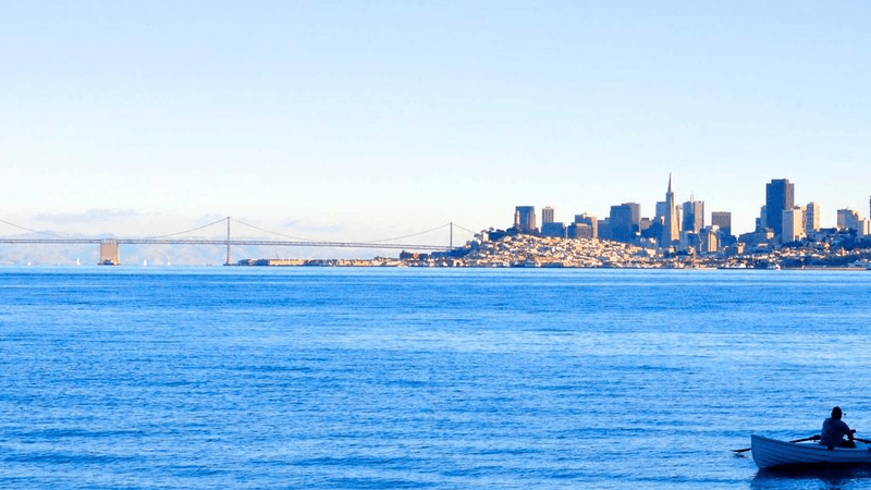 Parrot - professional stock photography