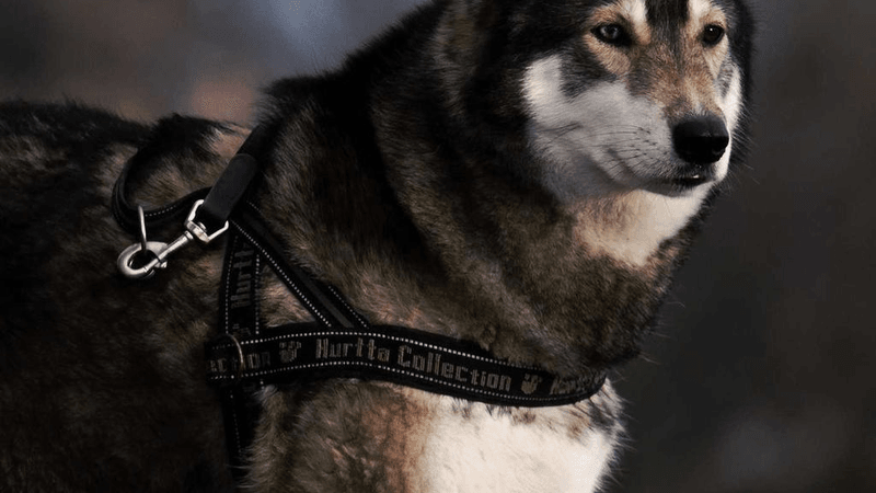 Persian - professional stock photography