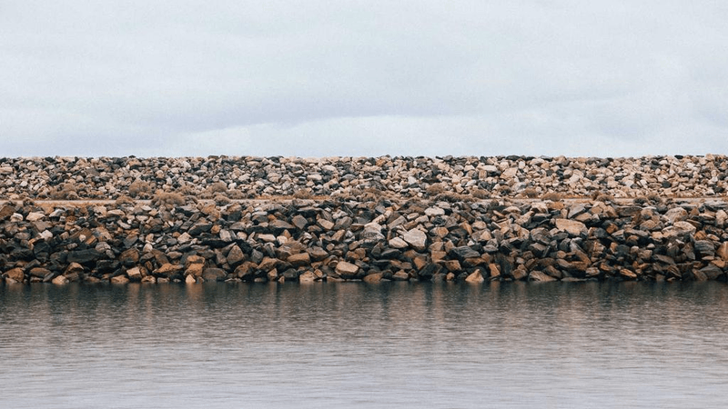 Poodle - professional stock photography
