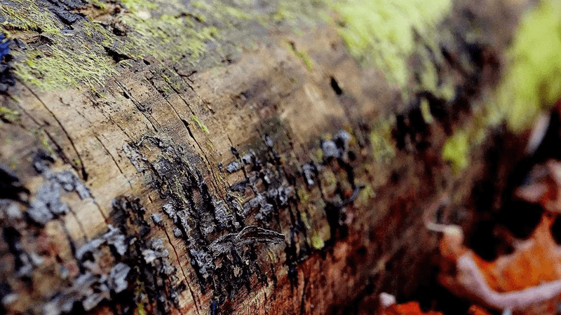 Poodle - professional stock photography