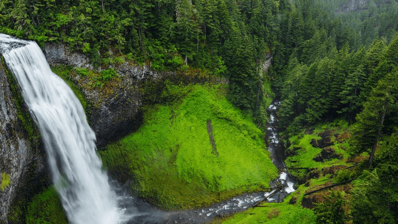 Puppy - professional stock photography