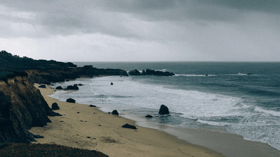 Puppy - professional stock photography