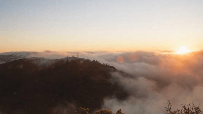 Rabbit - professional stock photography