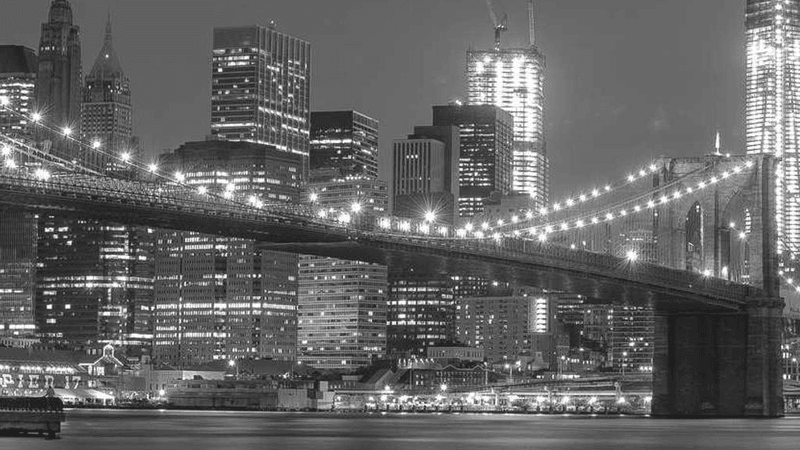 Siamese - professional stock photography