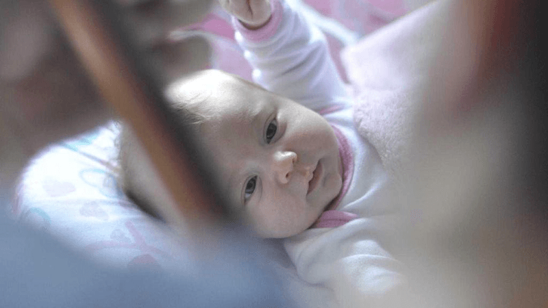 Siamese - professional stock photography