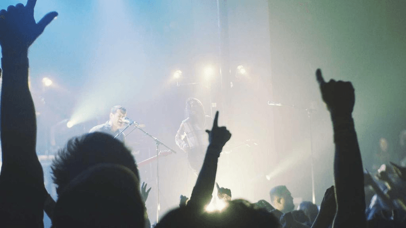 Siamese - professional stock photography