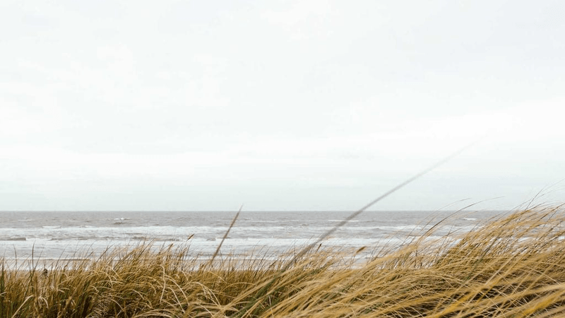 Tabby - professional stock photography