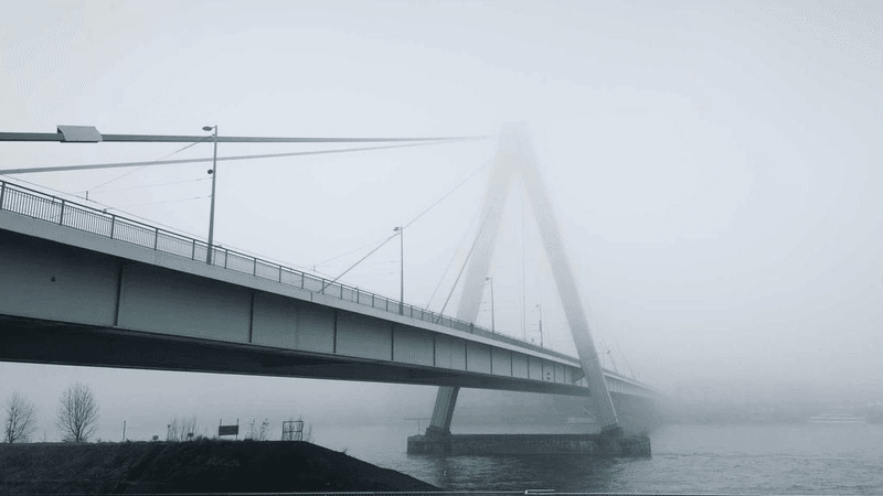 Tabby - professional stock photography