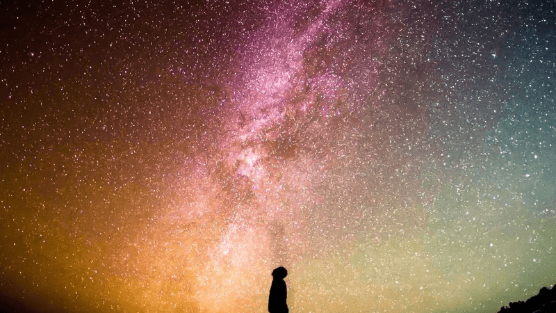 Turtle - professional stock photography